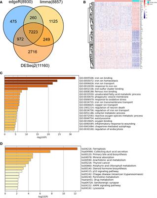 Identification of Iron Metabolism-Related Genes as Prognostic Indicators for Lower-Grade Glioma